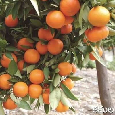 Sweet Orange