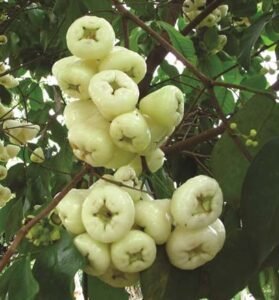 Water Apple
