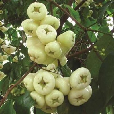 Water Apple