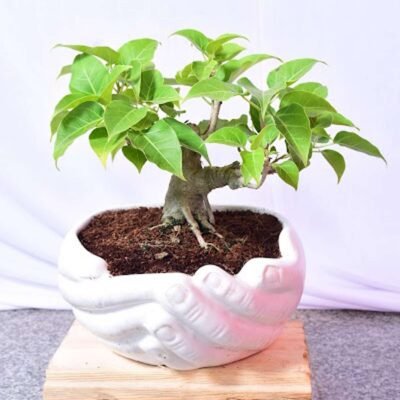 Mini Bonsai
