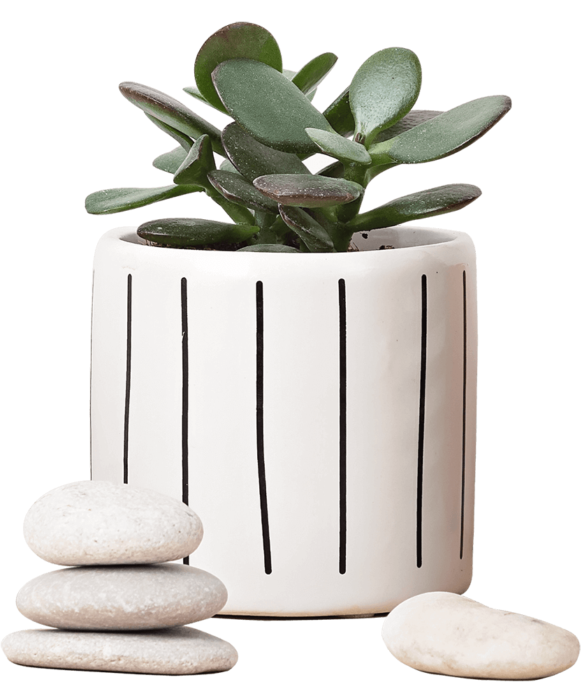collection-of-various-succulents-and-plants-in-col-J7YC2B9-3.png