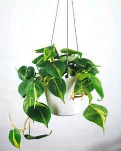Heartleaf Philodendron