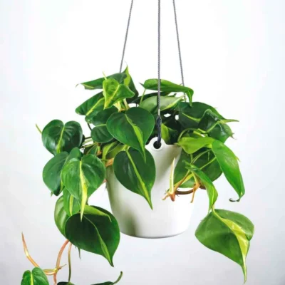 Heartleaf Philodendron
