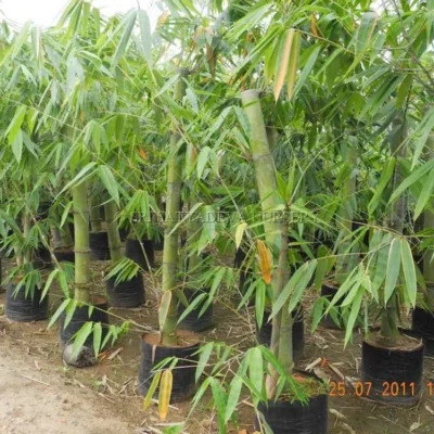 bambusa vulgaris plant