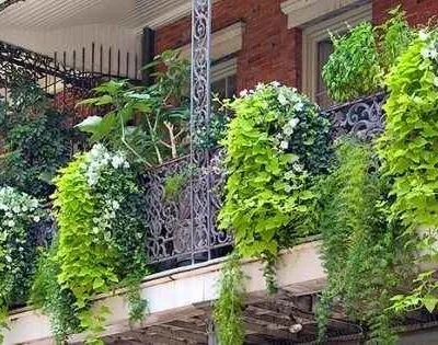 Hanging Planter