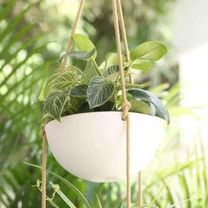 Pots And Planter