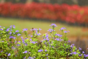 Salvia Blue