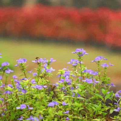 Salvia Blue