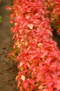 Acalypha Red