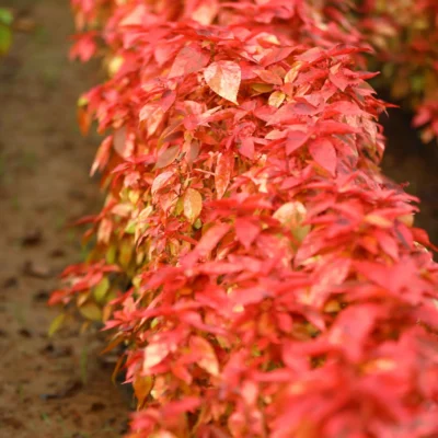 Acalypha Red