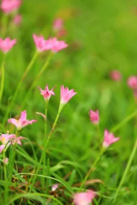 Rain Lily