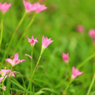 Rain Lily