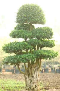 Multiroot Bonsai