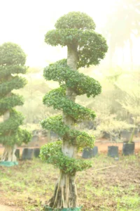 Python Bonsai