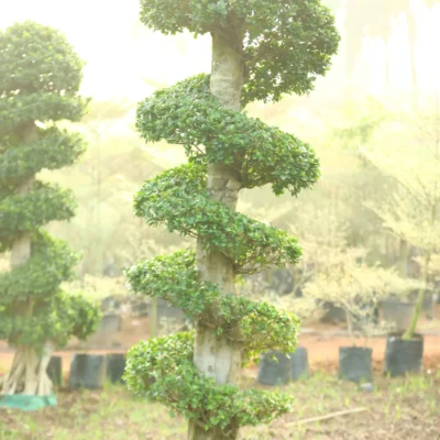 Python Bonsai