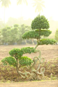 Ziggy Bonsai