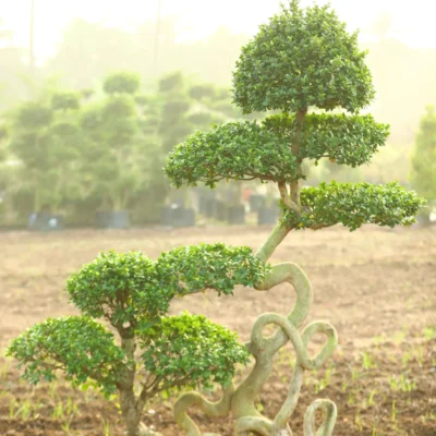 Ziggy Bonsai