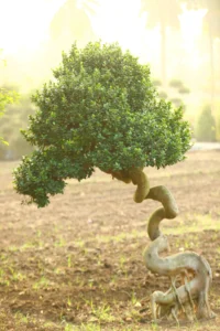 Dragon Shape Bonsai