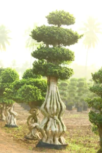 Big Tower Bonsai