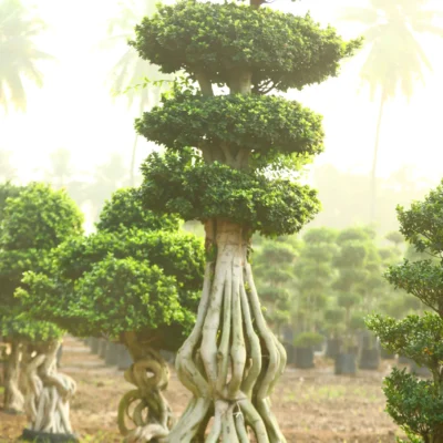 Big Tower Bonsai