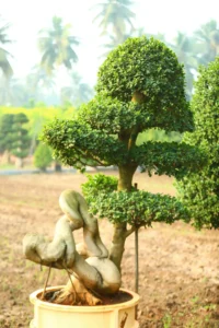 Dragon Root Bonsai