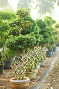 Net Kuja Shape Bonsai