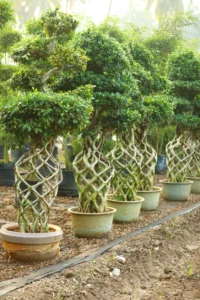 Netwall Bonsai