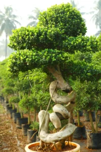 Dragon Root Bonsai