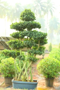 Bonsai Plants