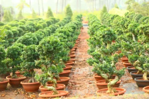 Small S Shape Bonsai