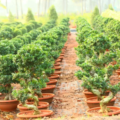 Small S Shape Bonsai