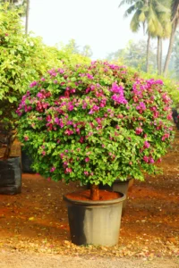 Ornamental Plant
