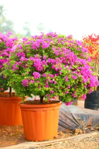 Bougainvillea (Pink) - Plant
