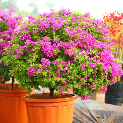 Bougainvillea (Pink) - Plant