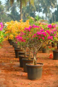 Bougainvillea Single Plants