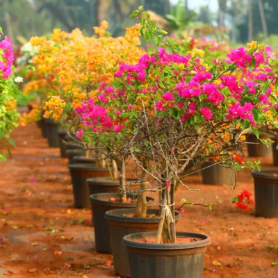 Bougainvillea Single Plants