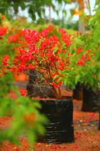 Bougainvillea Tomato Red