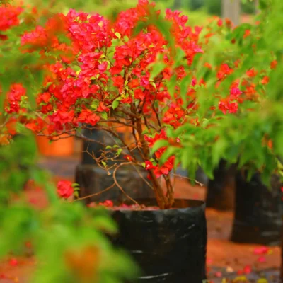 Bougainvillea Tomato Red