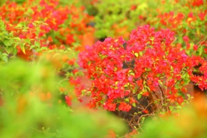 Bougainvillea Tomato Red Creeper