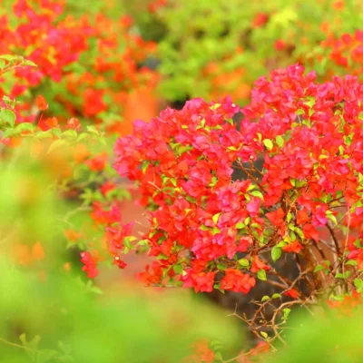 Bougainvillea Tomato Red Creeper
