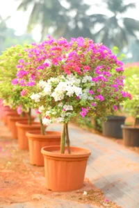 Bougainvillea 3Mix Colors
