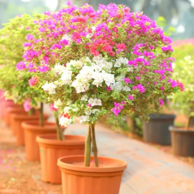 Bougainvillea 3Mix Colors