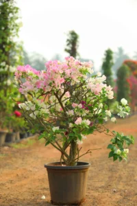 Bougainvillea Linghtpink + White
