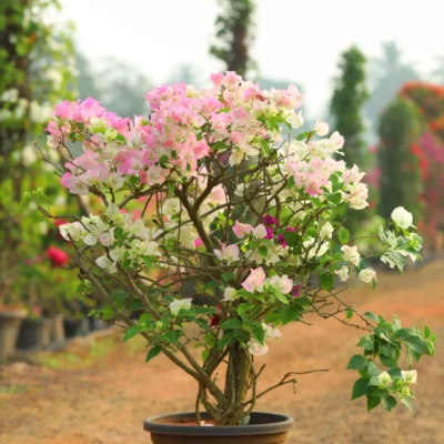 Bougainvillea Linghtpink + White