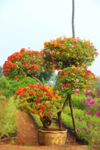 Rare Multicolor Bougainvillea
