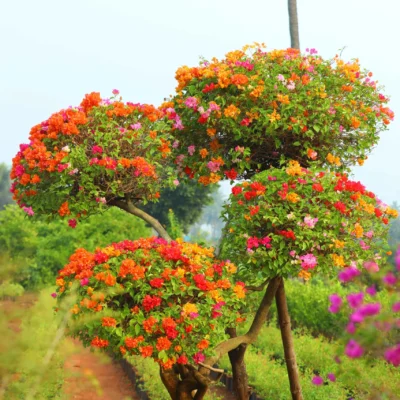 Rare Multicolor Bougainvillea
