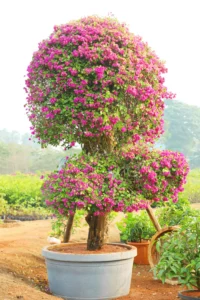 China Bougainvillea Glabra