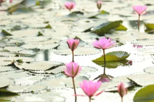 Lotus