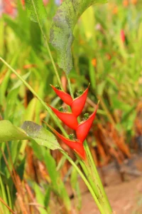 Heliconia Giant