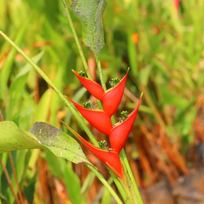 Heliconia Giant